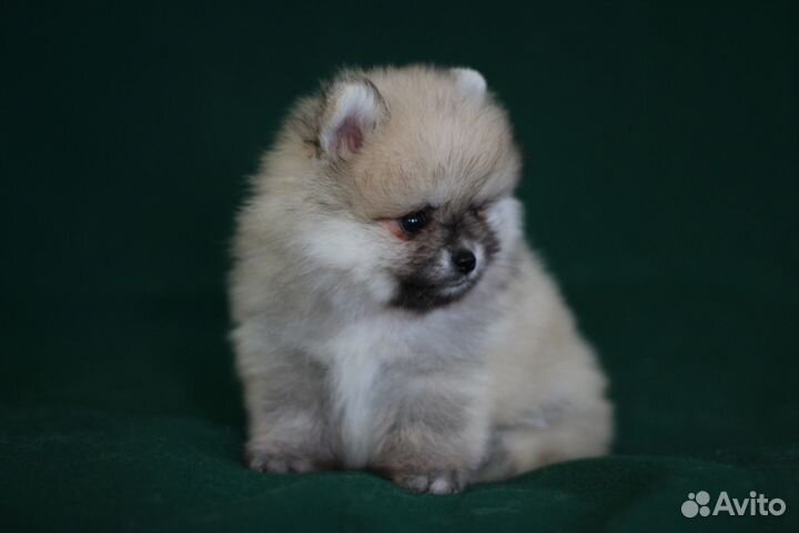 Померанский шпиц