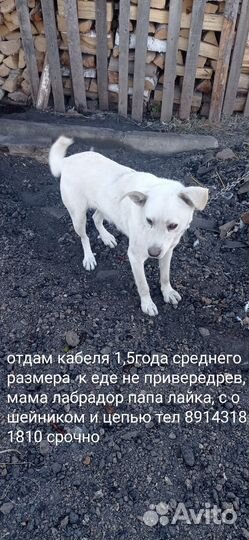 Собака в добрые руки