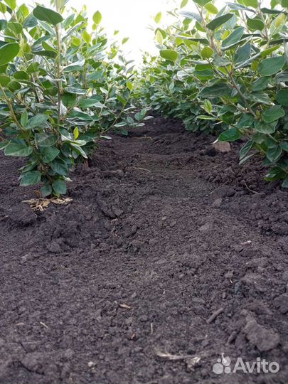 Кизильник блестящий