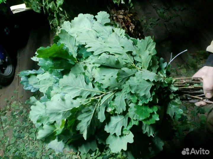 Веники банные,дуб, берёза,пихта,можжевельник