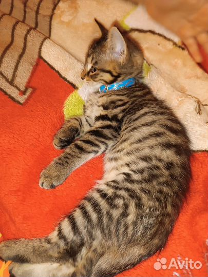 Котенок в дар