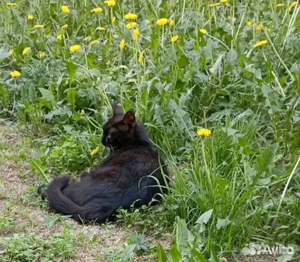 Кошки в добрые руки даром