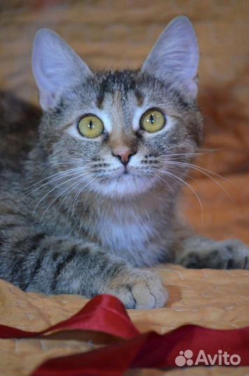 Кошка Леля ищет дом