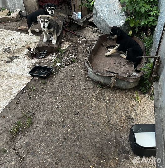 Щенок в добрые руки бесплатно