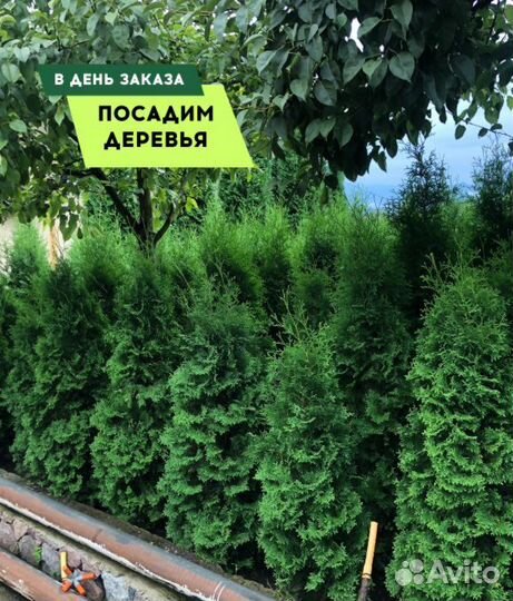Туя сортовая Смарагд, Брабант,Колумна