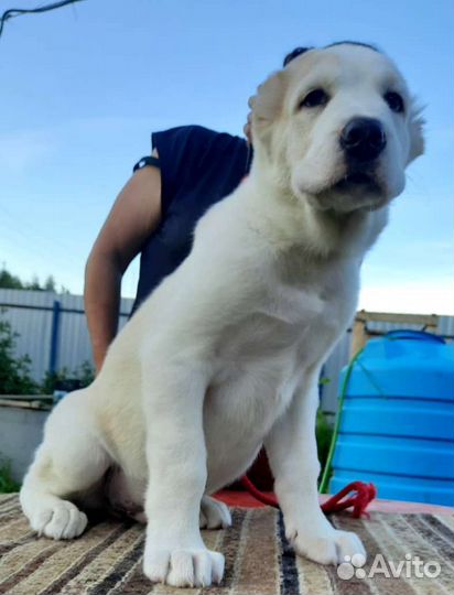 Щенок(Алабай), мальчик с род. РКФ, 2 мес
