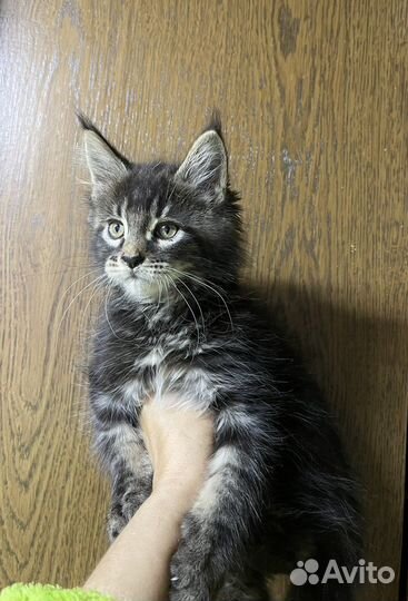 Котята Мейн-Кун