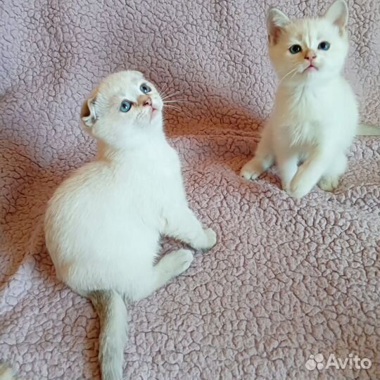 Шотландские котята