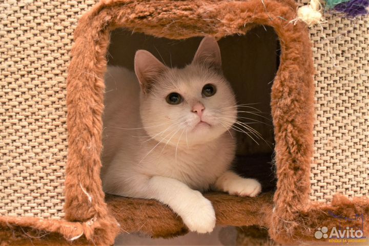 Кот Станнис, 5 лет