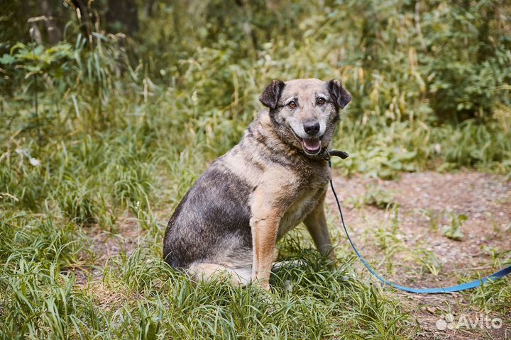 В добрые руки мудрая собака Пельмеша