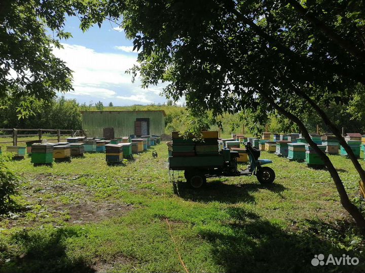 Алтайский мед