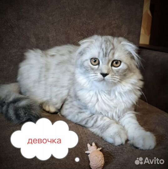 Котенок