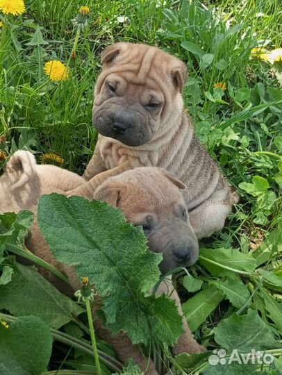 Собаки щенки шарпей