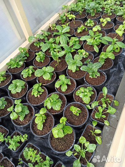 Гортензия крупнолистная саженцы