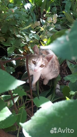 Кошка счастья в дом