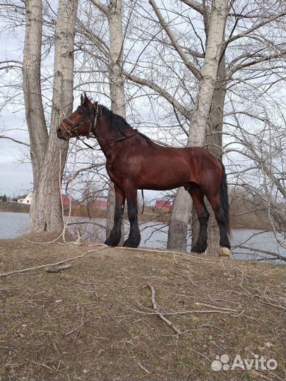 Продам жеребца