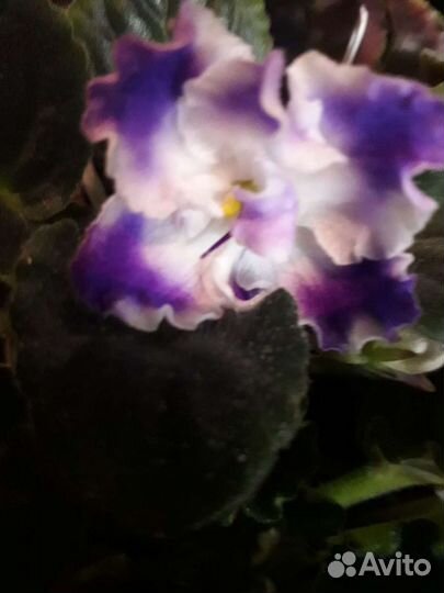 Домашняя цветущая Фиалка(сенполия)