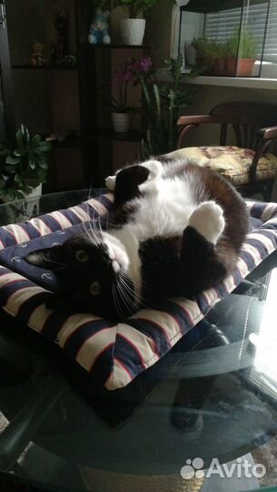 Кошка
