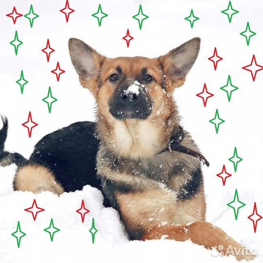 Альма и Бим