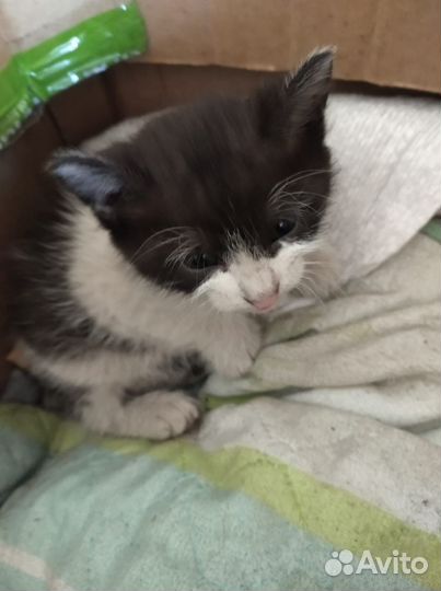 Котята в добрые руки бесплатно