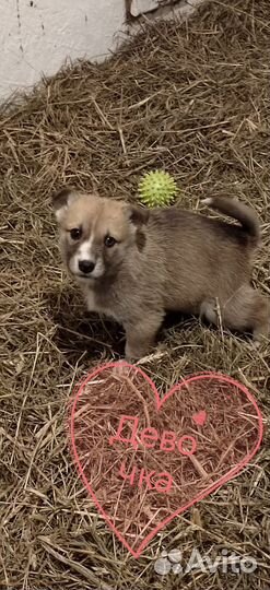 Щенки