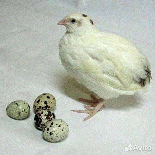 Яйца перепелов