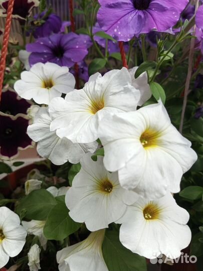 Цветущие кашпо с петунией