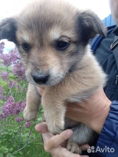 Щенки - в добрые руки отдам бесплатно