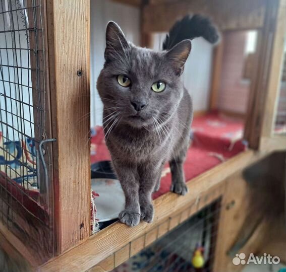 Кошка в дар