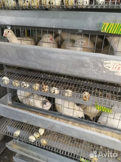 Яйцо перепелинное столовое и инкубационное