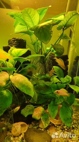 Lamprologus caudopunctatus /лампрологус