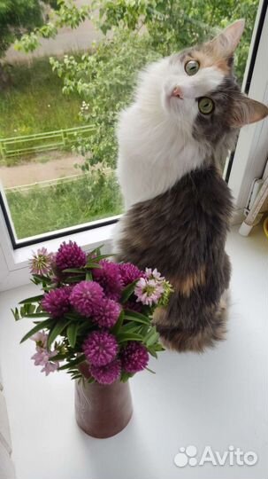 Кошка