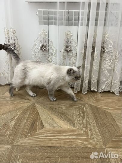 Шатланская кошка