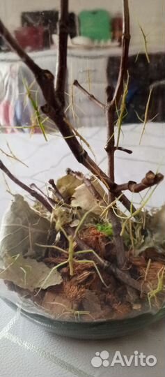 Аннамский палочник