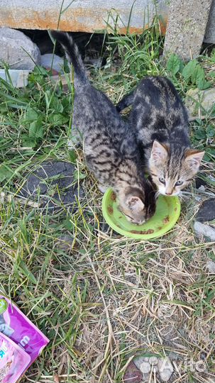 Котята в добрые руки бесплатно