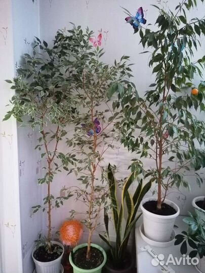 Комнатные цветы