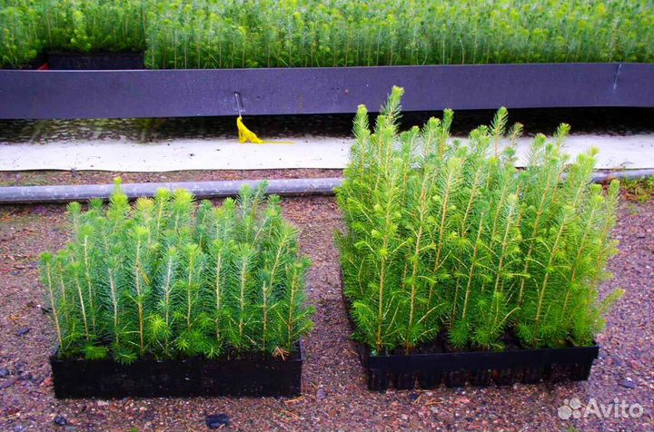 Саженцы ели зкс от производителя