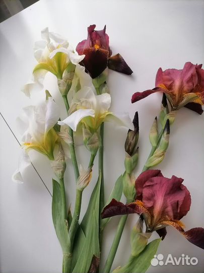 Сортовый Ирис (корни)