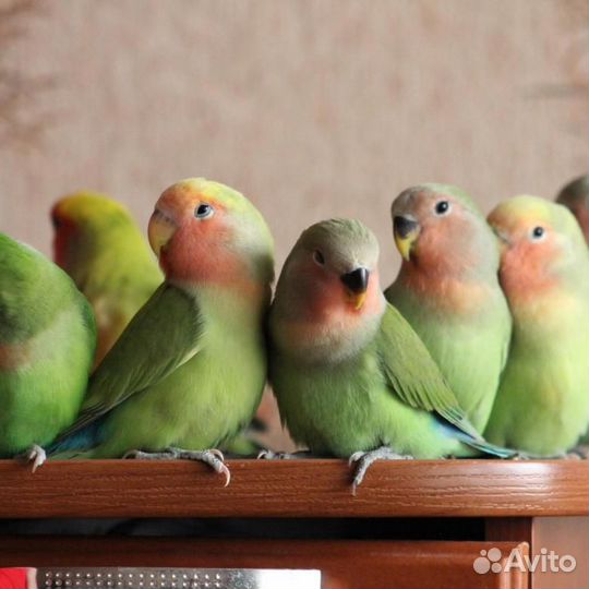 Неразлучники