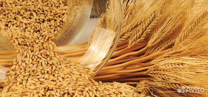 Зерно пшеница ячмень кукуруза