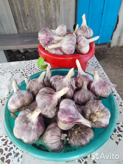 Чеснок