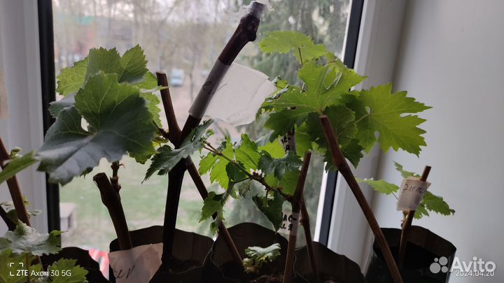 Саженцы и черенки винограда