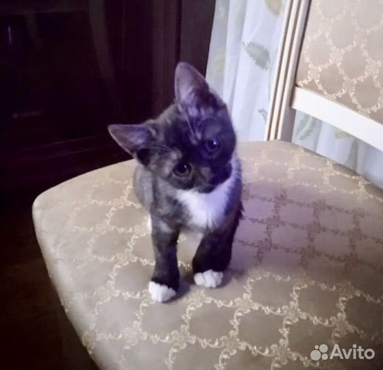 Котенок 2,5 месяца мальчик