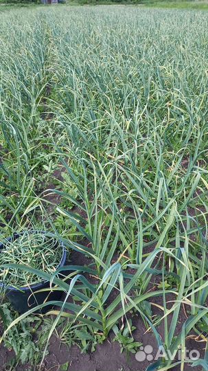 Чеснок любаша