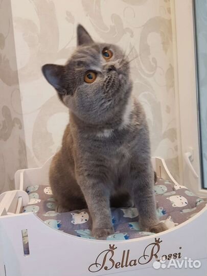 Британские котята