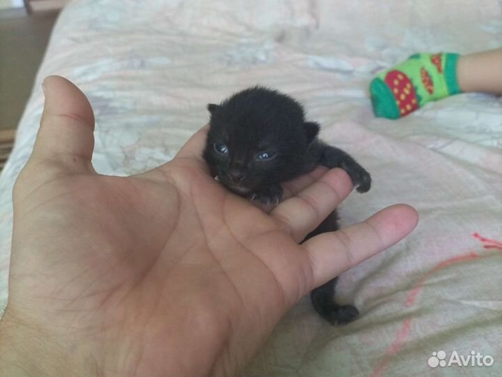 Кошечки в добрые руки