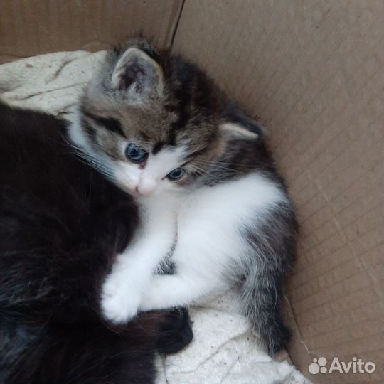 Маленький котенок