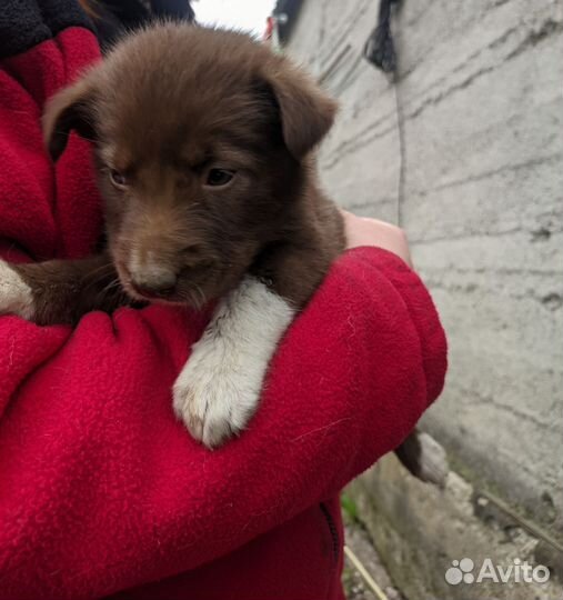 Щенки хаски 1 месяц. Бесплатно