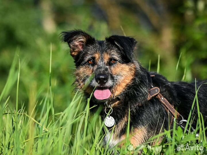 Собака в добрые руки отдам бесплатно