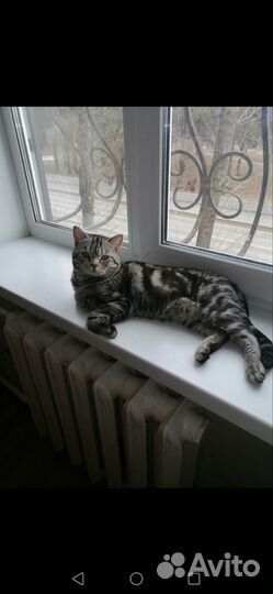 Шотландский кот